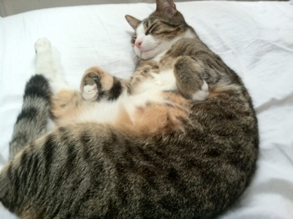 双重征服,兹维列夫以拉沃尔杯横扫之姿,预言年终总决赛的加冕