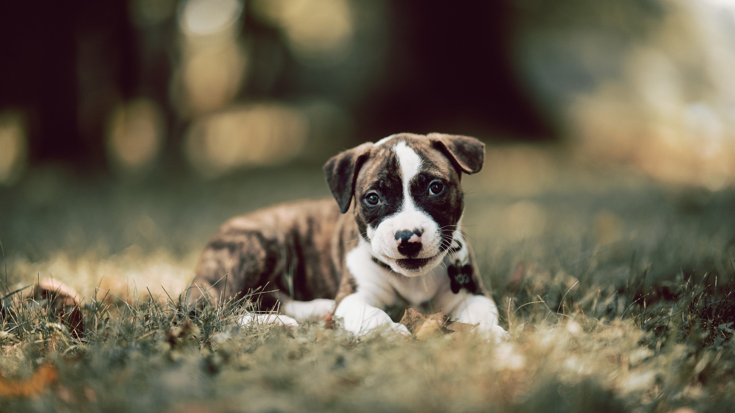 冰冷雨水与滚烫香槟,当哈斯老爷车碾过红牛王朝的裂缝