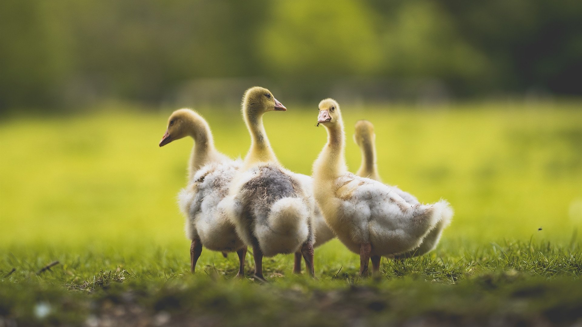 黄喜灿引爆雷恩逆转之夜,补时绝杀震惊法甲