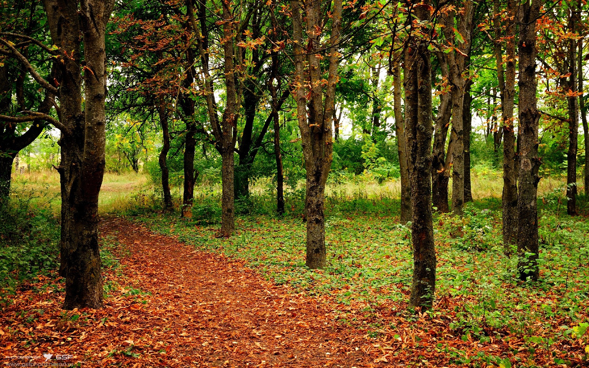 唯一戈麦斯！一记神奇弧线宣告贝蒂斯新时代