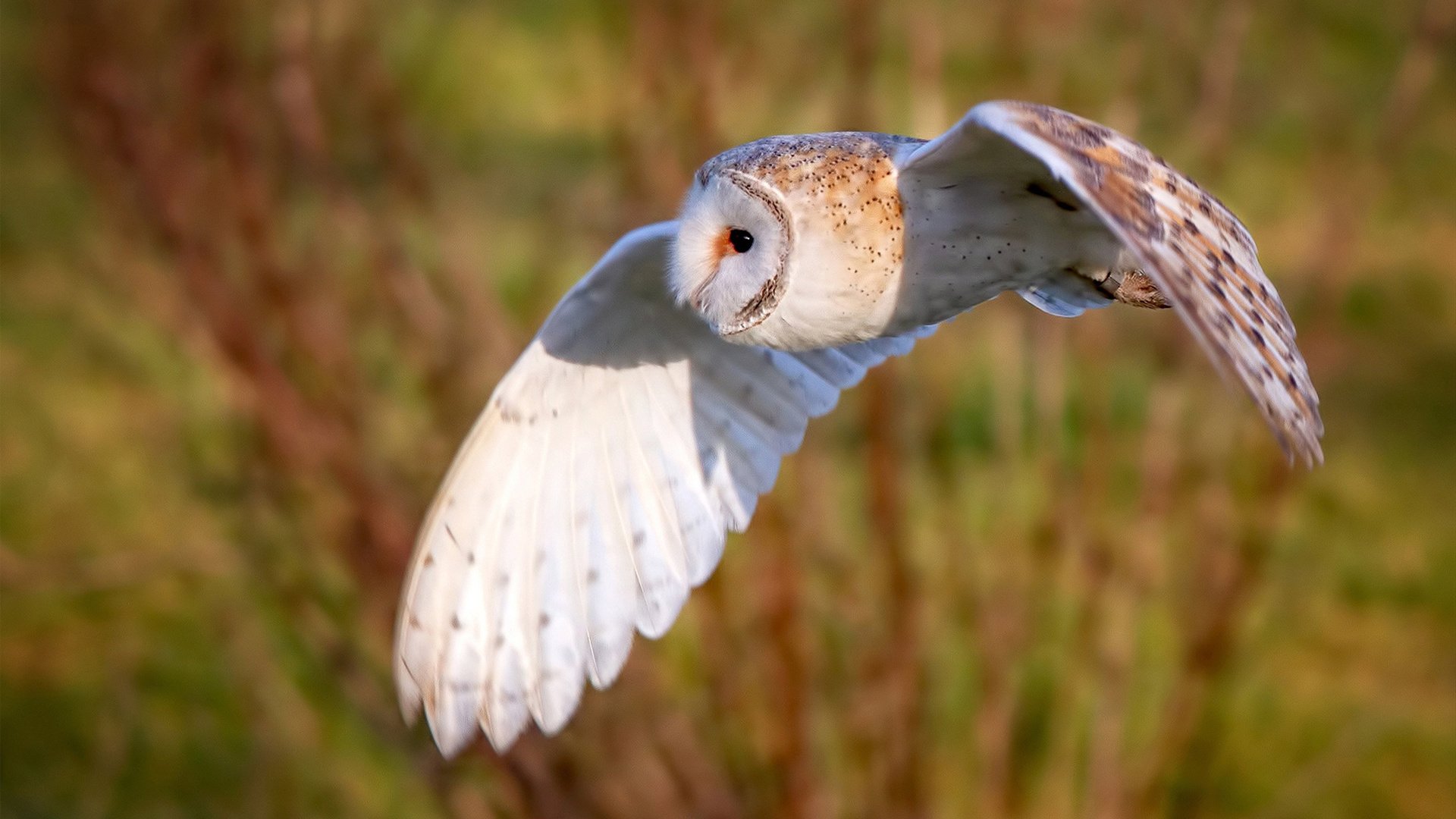 绿意之战，当爱尔兰邂逅巴西，卡塞米罗的舞台法则
