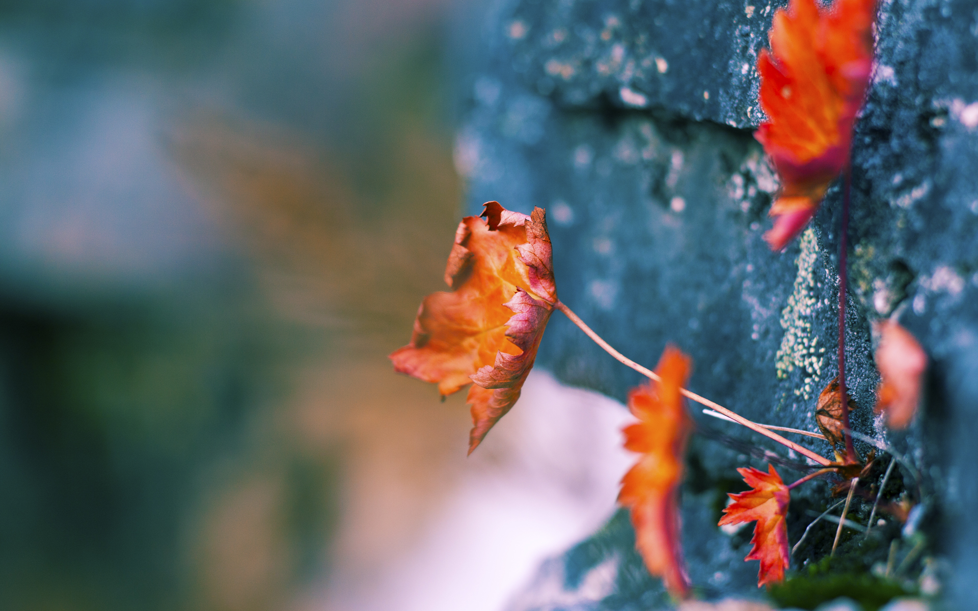 若日尼奥硬仗之王的传奇，新西兰稳稳拿下尤文图斯的战术启示