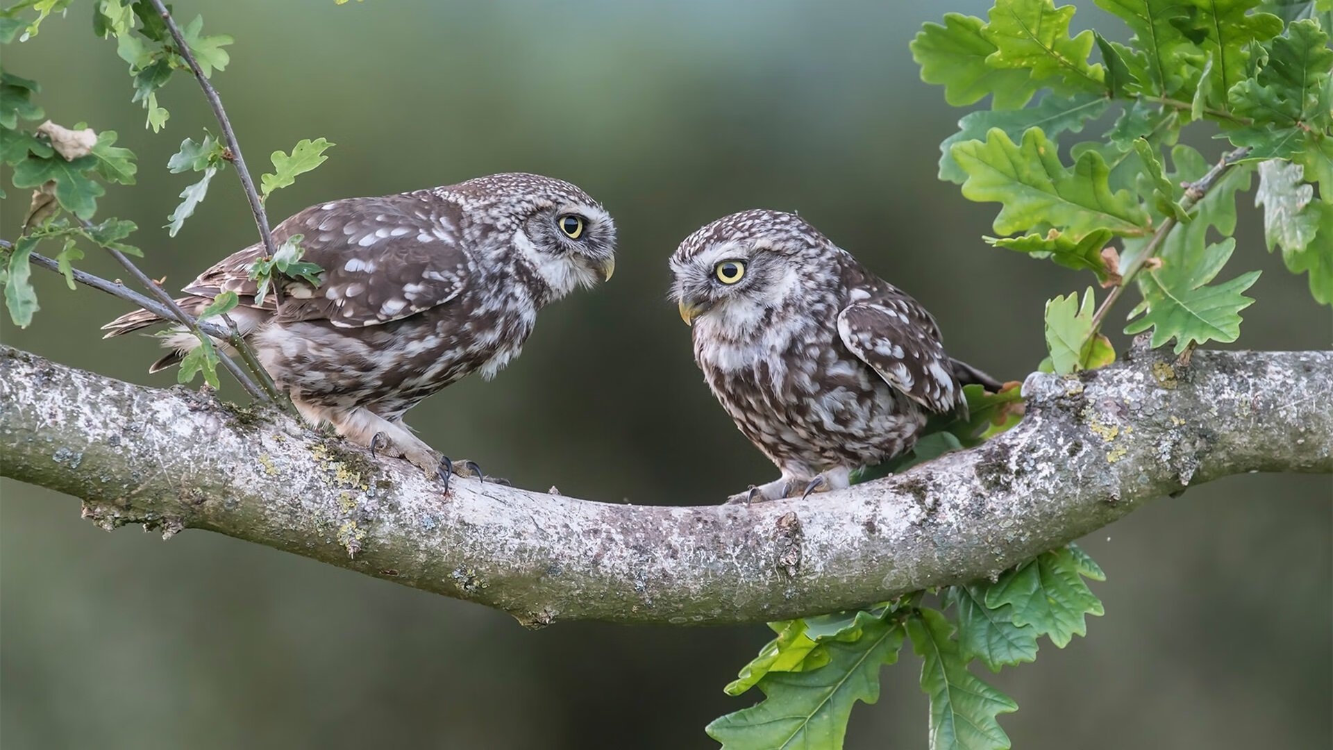 改写历史的一夜，几内亚国家队客场速胜雷恩，无名英雄布雷默上演关键先生奇迹