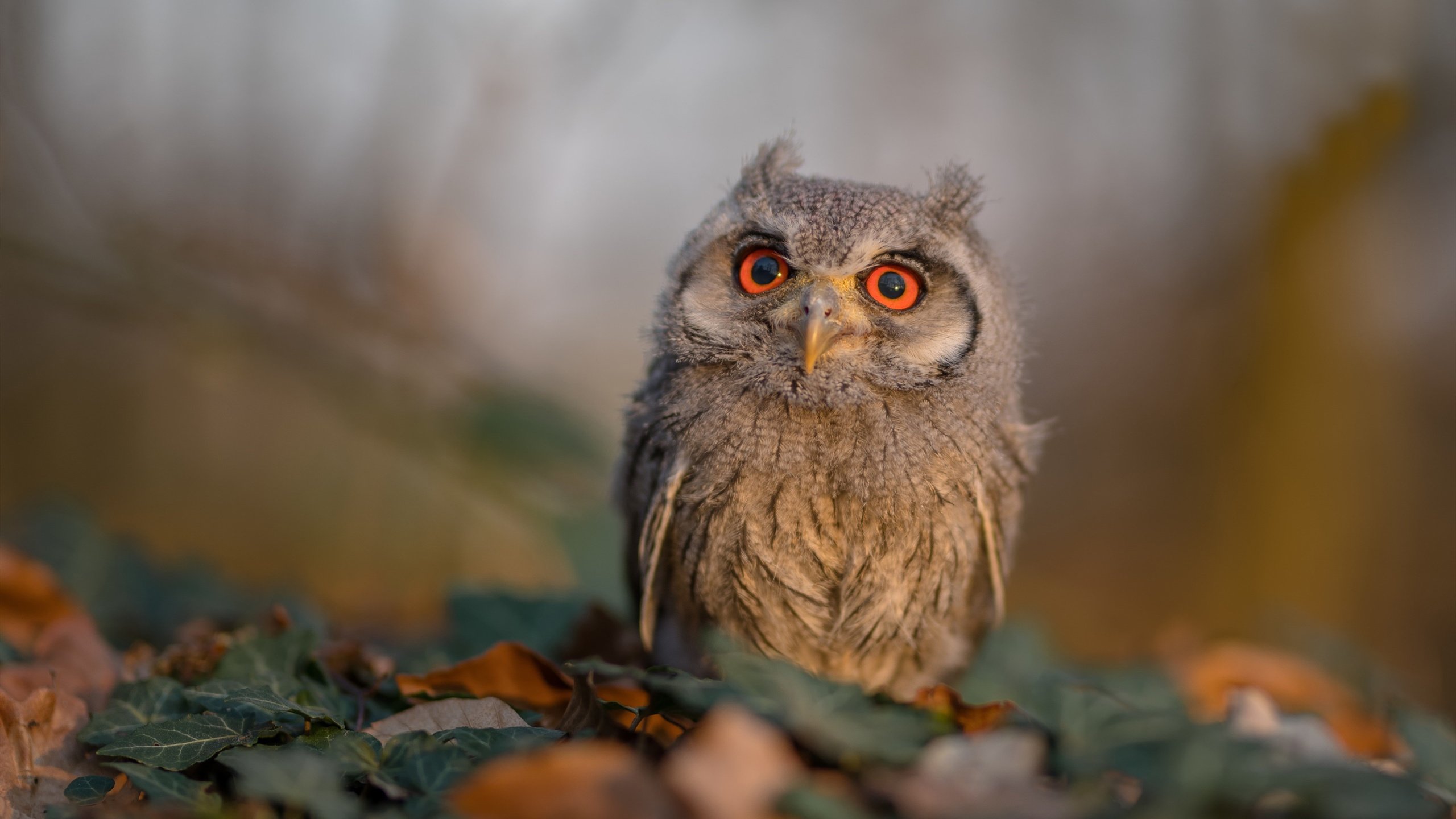 米切尔时刻,当步行者的黑马冲破凯尔特人的铁幕