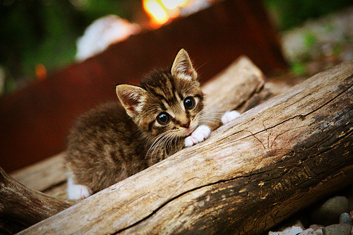 撕裂刻板印象！布克在美加墨世界杯用死神镰刀宣告，攻防一体的王者，何须适应任何战场！