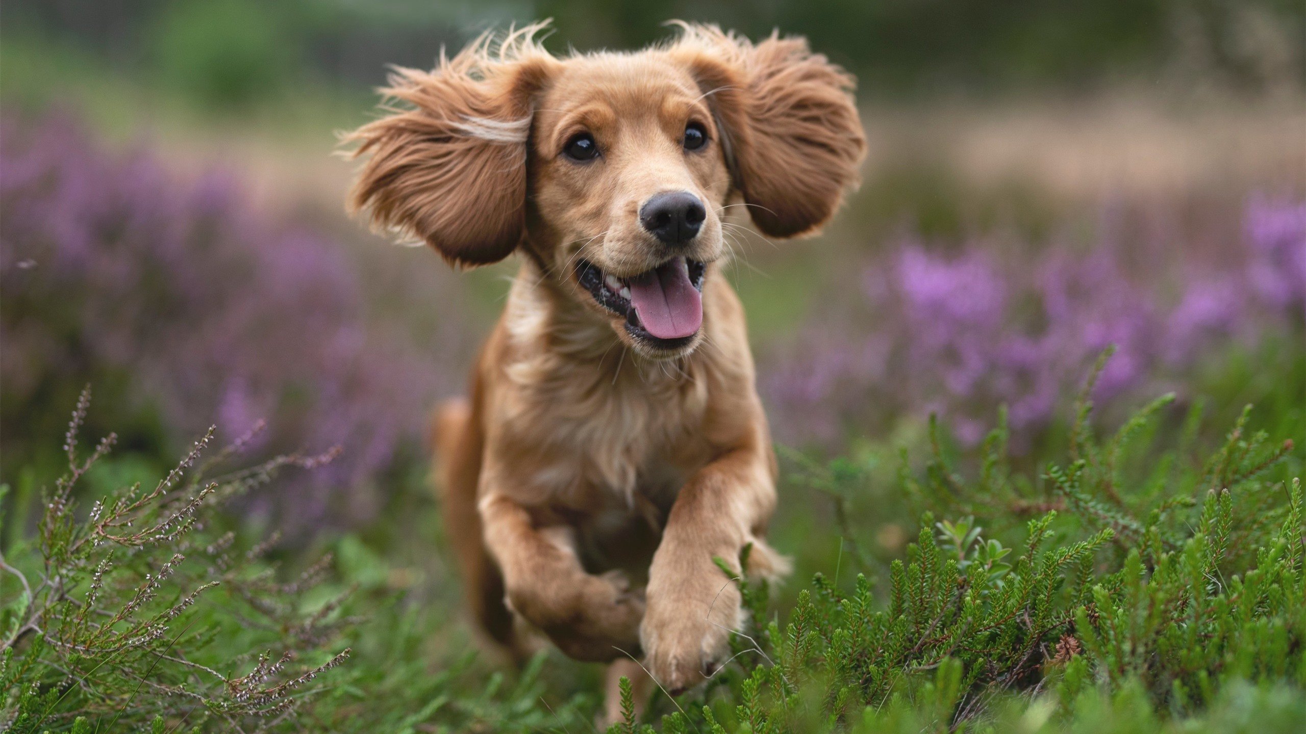 跨界双城记，当迈阿密铁壁封禁首钢，马拉多纳球场升起德罗赞的太阳