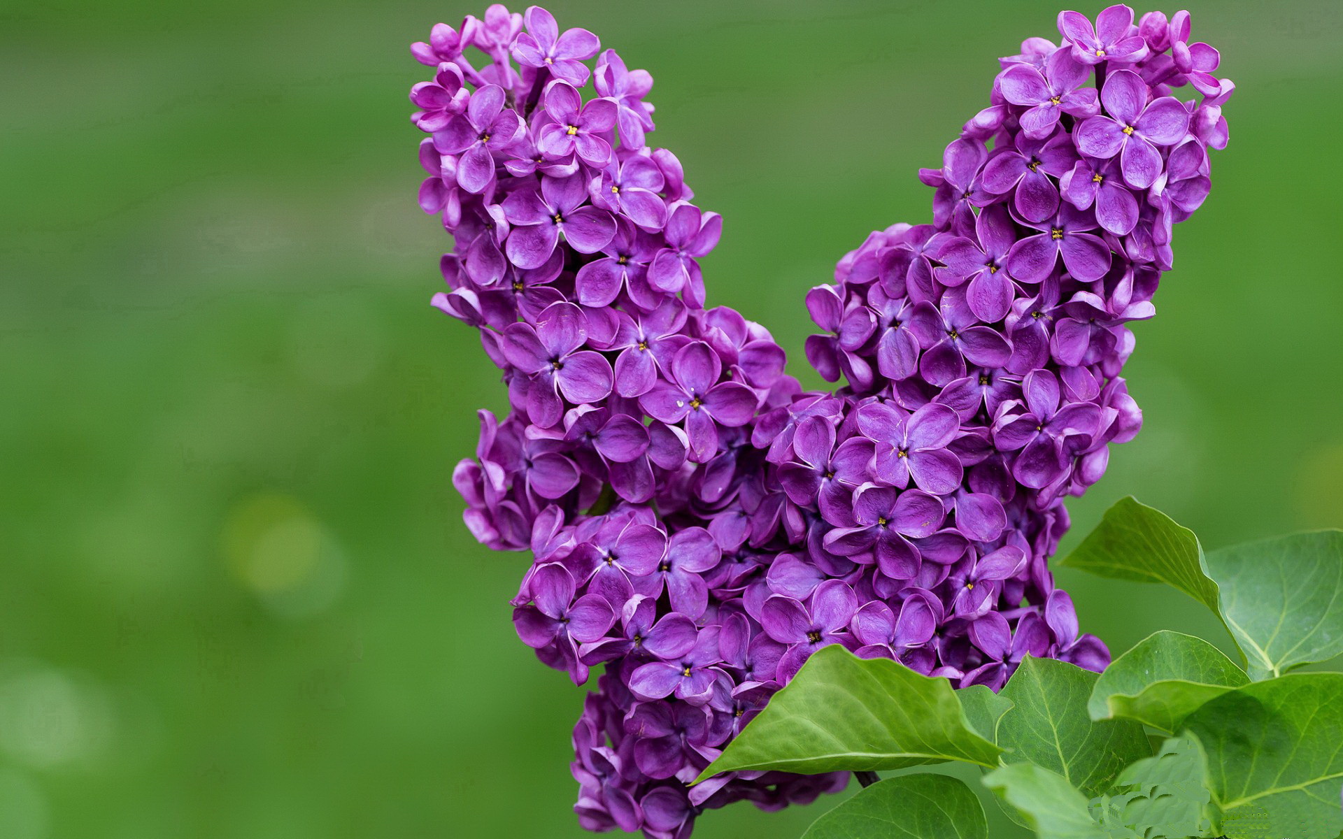 新特洛伊木马,穆勒一锤定音,拜仁在罗马提前终结悬念