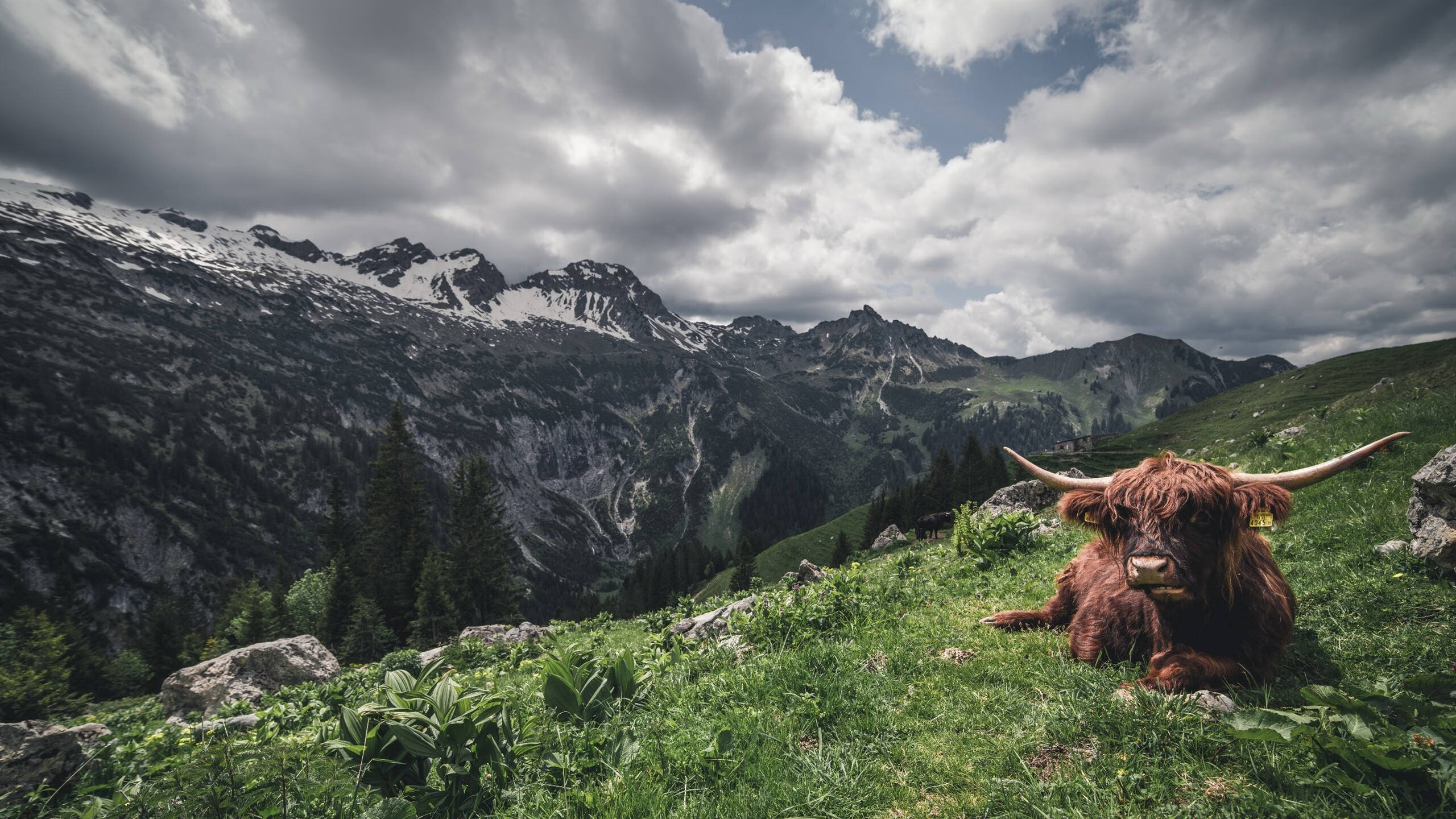 草根英雄,世界杯之夜,马丁内利扛起的不只是一支球队