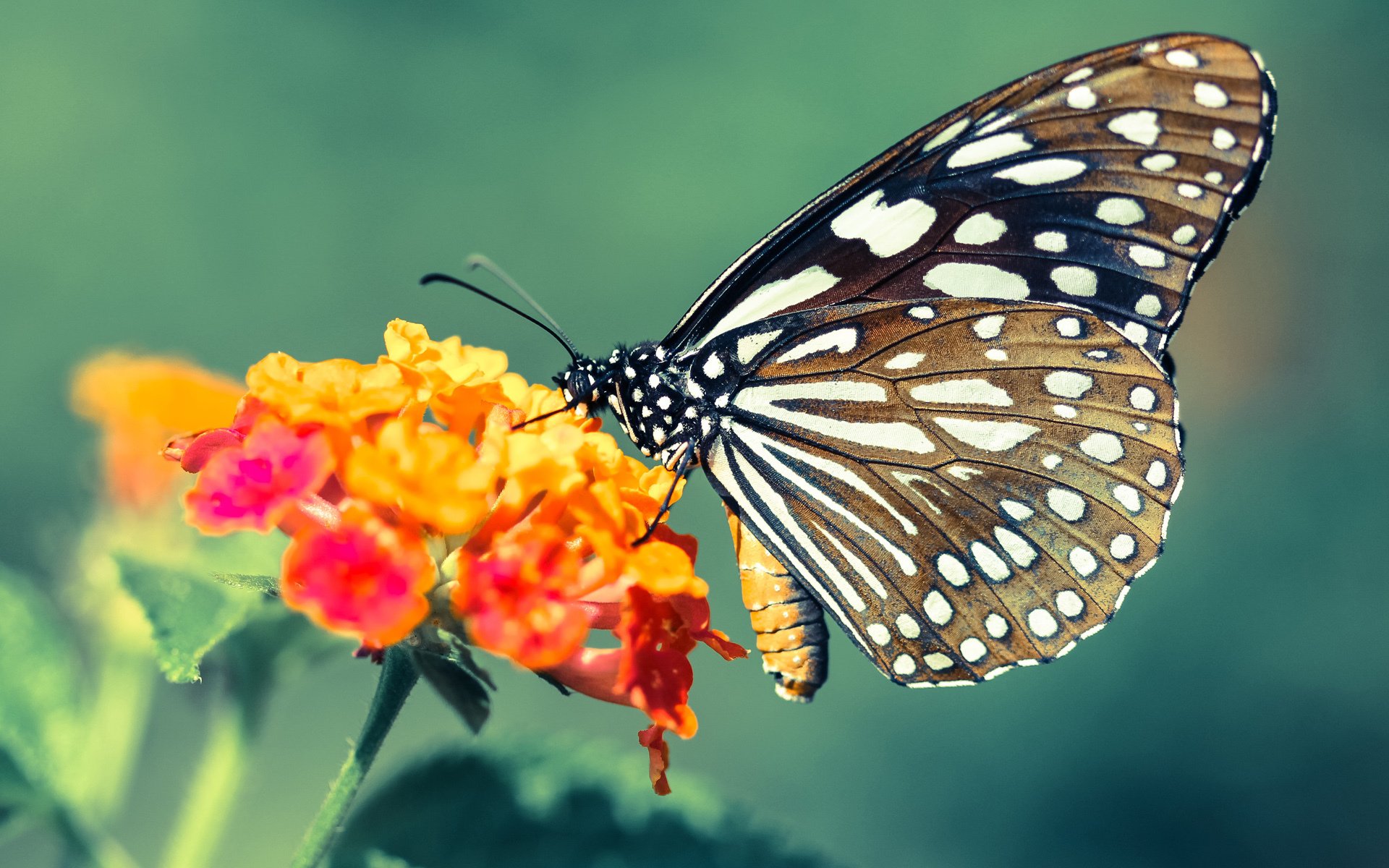 北境坚冰与南美火焰，比利时连续得分压制那不勒斯，维尼修斯在排名争夺战中接管比赛