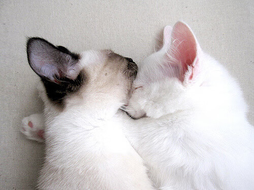 最后一舞的余韵,穆勒在美加墨之夜完成精神传承