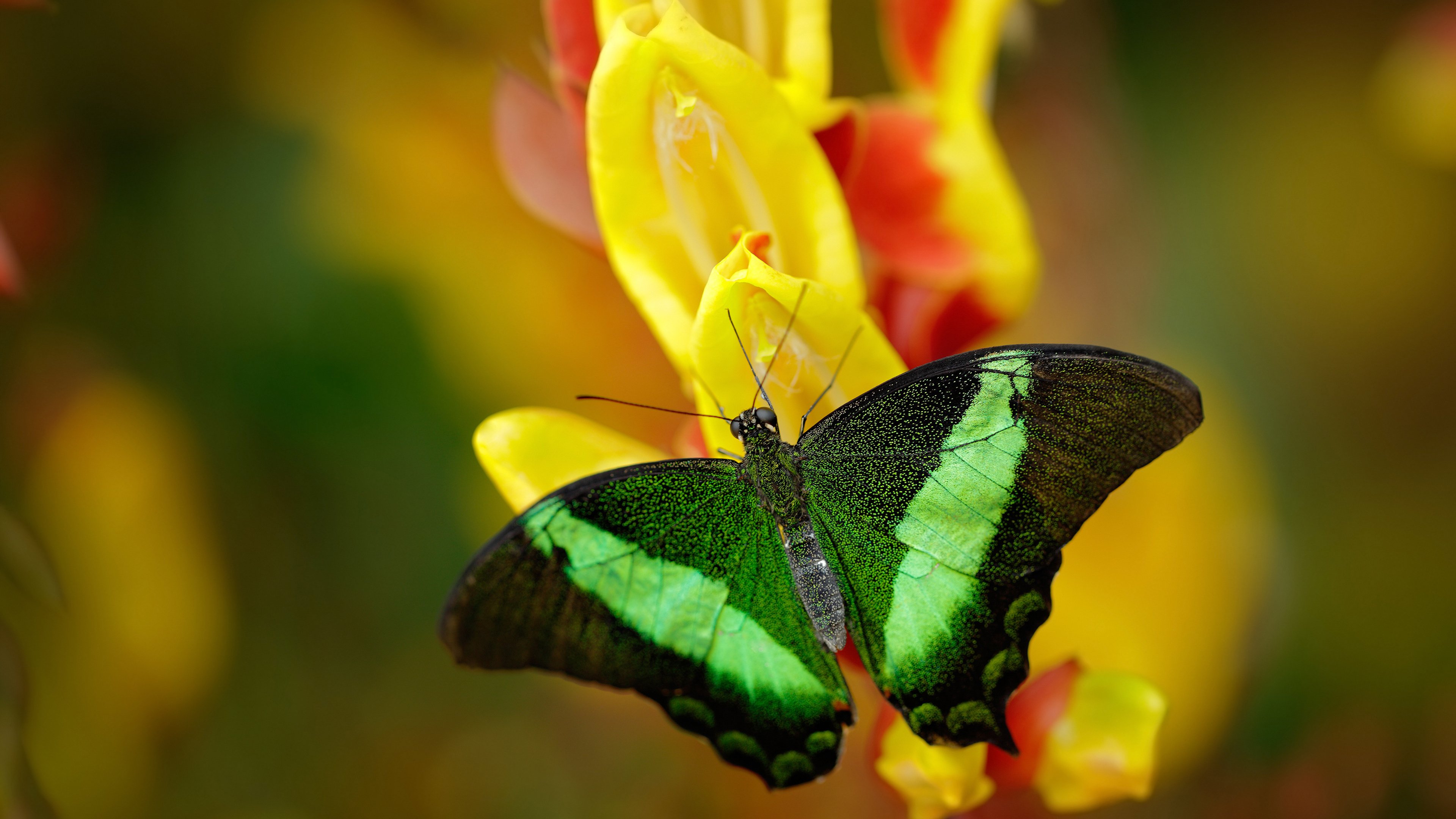 浪与山的对峙，雄鹿狂潮中，马克西那座孤峰