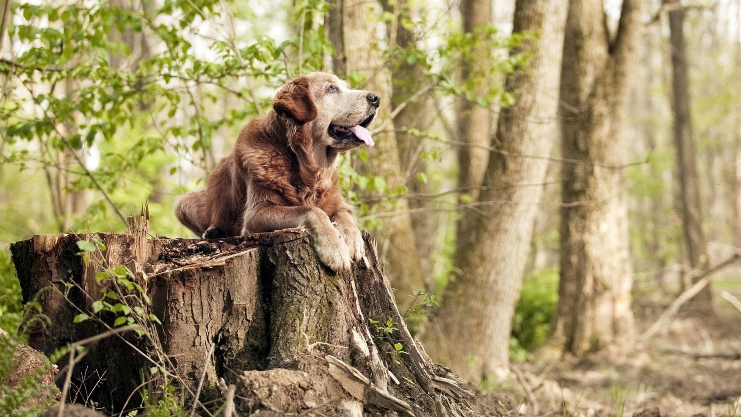 冰与火的碰撞，西亚卡姆的防守铁链如何锁死迈阿密热火