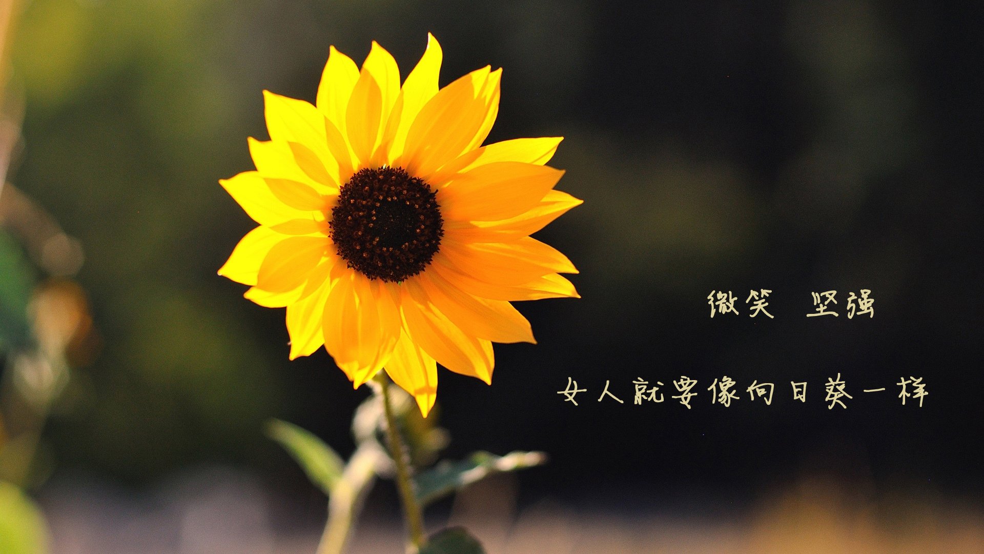 唯一的奇迹，当泰国足球在2026世界杯E组焦点战中，以阿诺德之名征服加纳